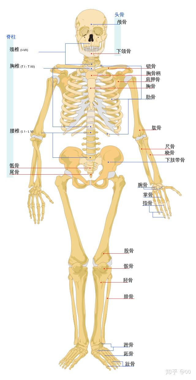 人体骨骼分解图图片