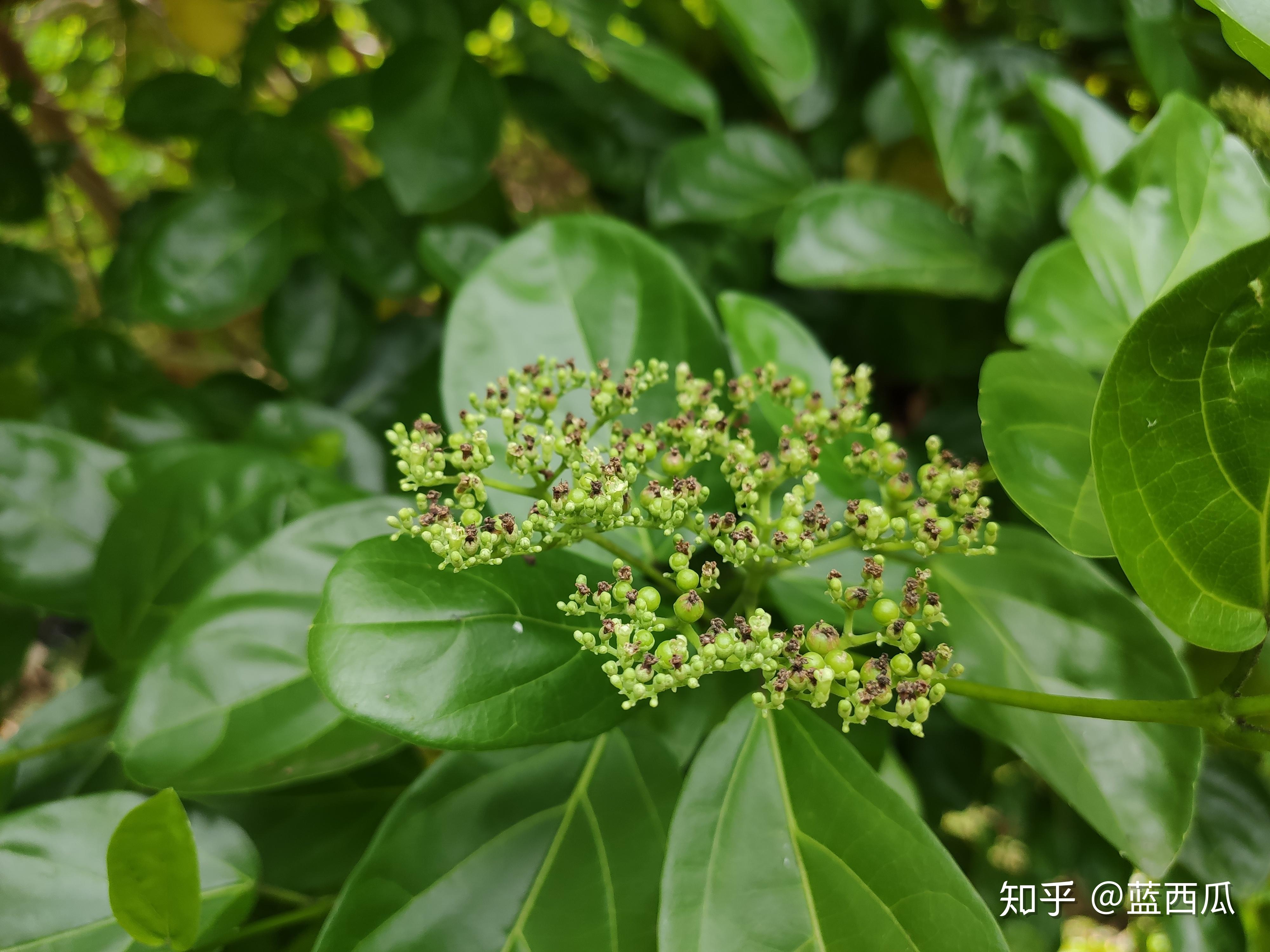 半红树植物唇形科