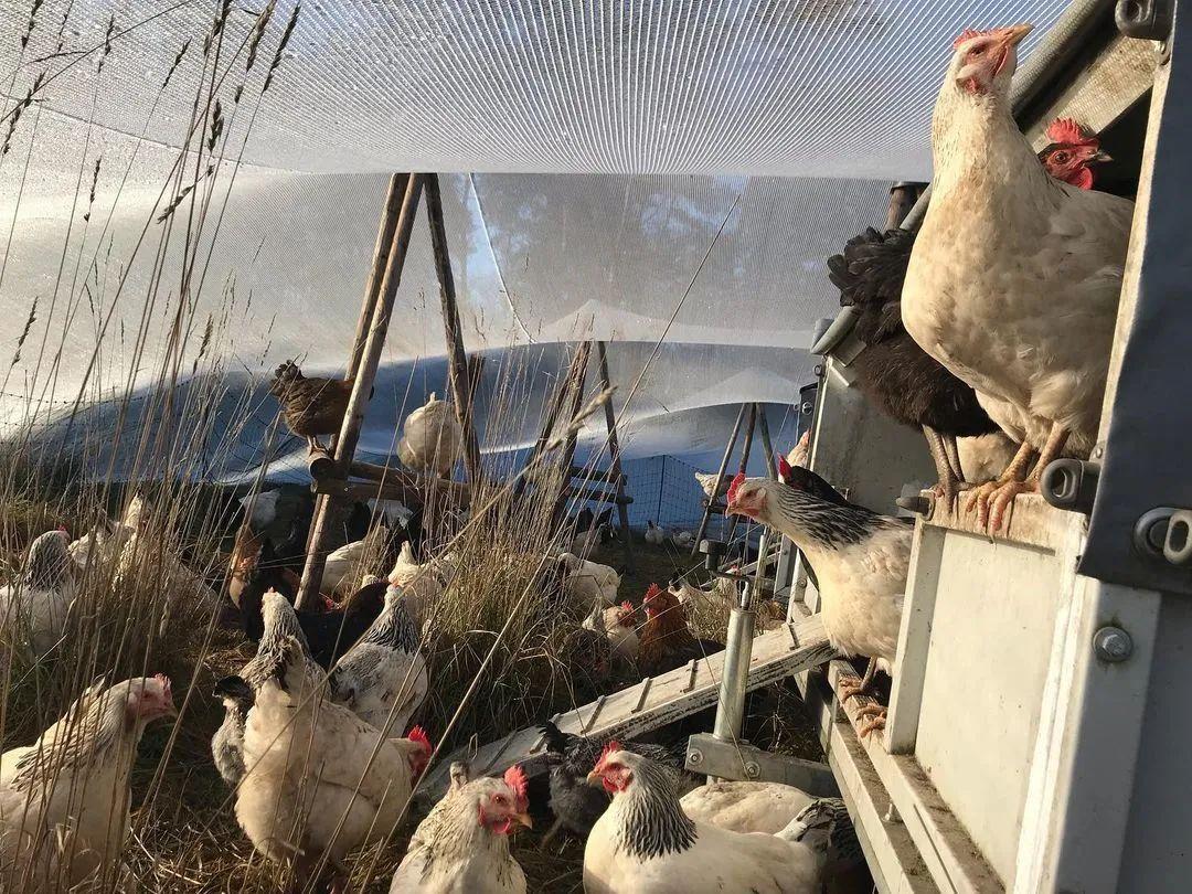 在农业效率最高的荷兰这个农场为什么只养249只鸡