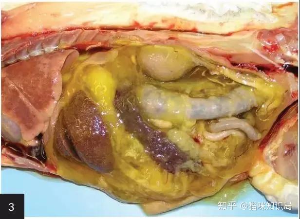 猫的冠状病毒得了就死