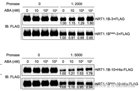 膜蛋白分子互作技术《Cell》文章分享：分子对接+MST微量热泳动+DARTS - 知乎