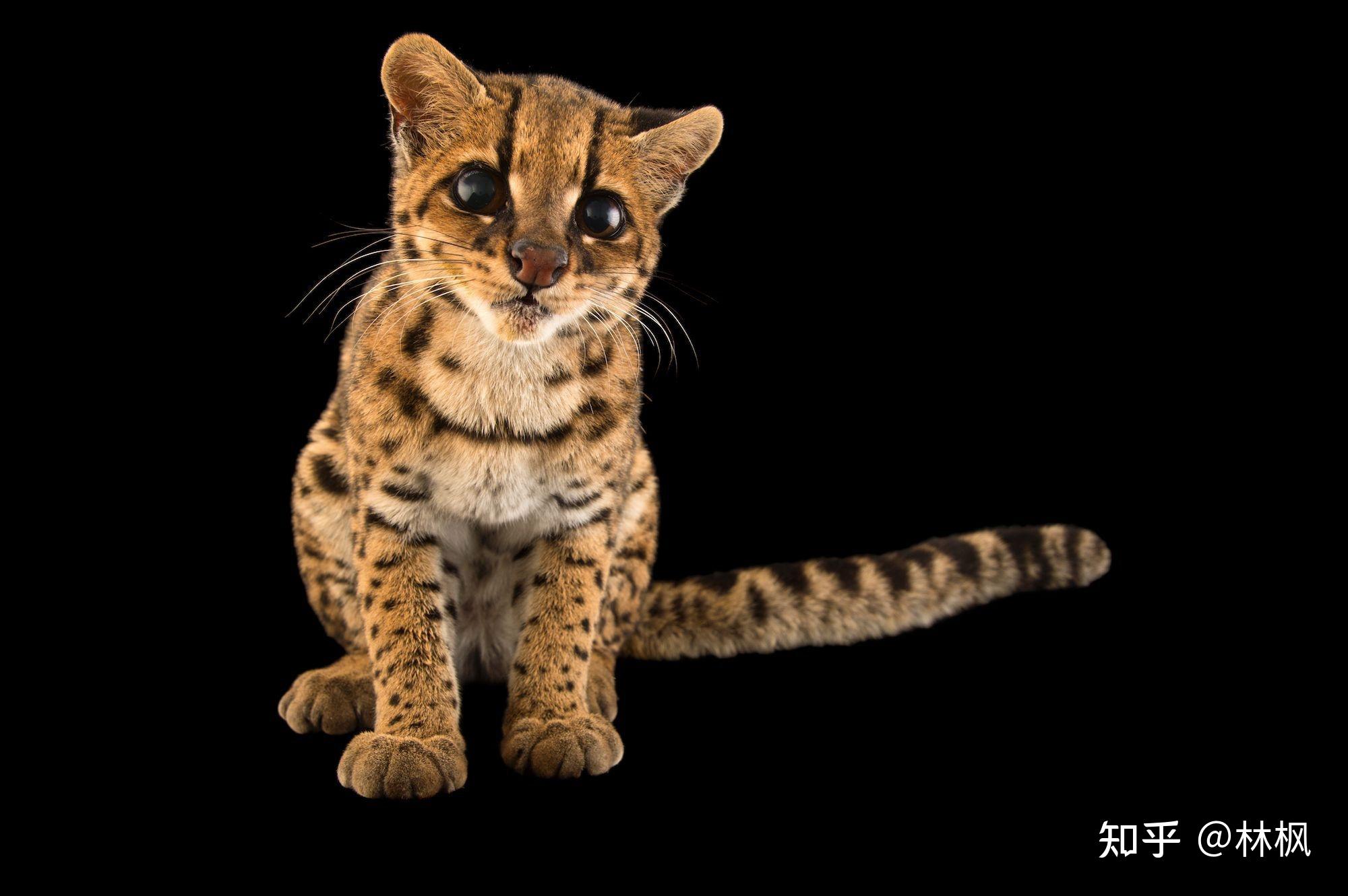 埃及猫,奥西猫,塞伦盖蒂猫,杂交猫(cheetoh)和其他斑点虎斑的加入可能