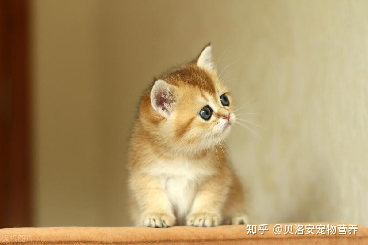 一天睡18个小时，猫咪为何睡觉时间这么长？ - 知乎