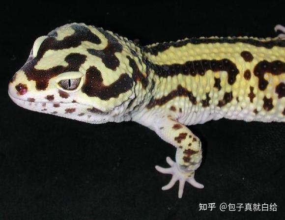 豹纹守宫基因课(一)原色与原色的选育(黄化) - 知乎