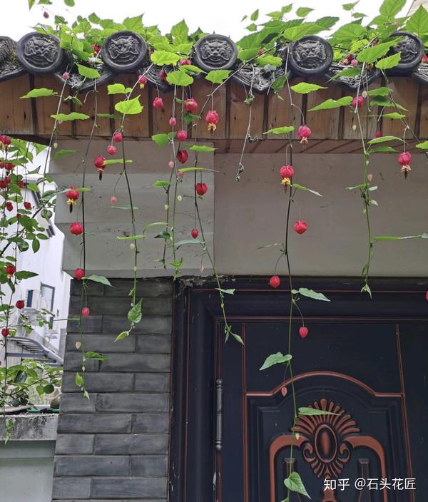 此花长得超像 红灯笼 连灯穗都用 一年365天 反复 开花 花长得像灯笼的植物 二安网