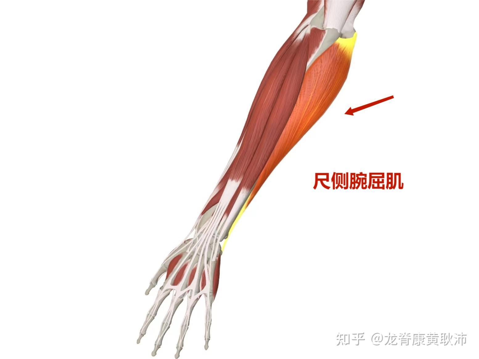 尺桡骨肌肉图片