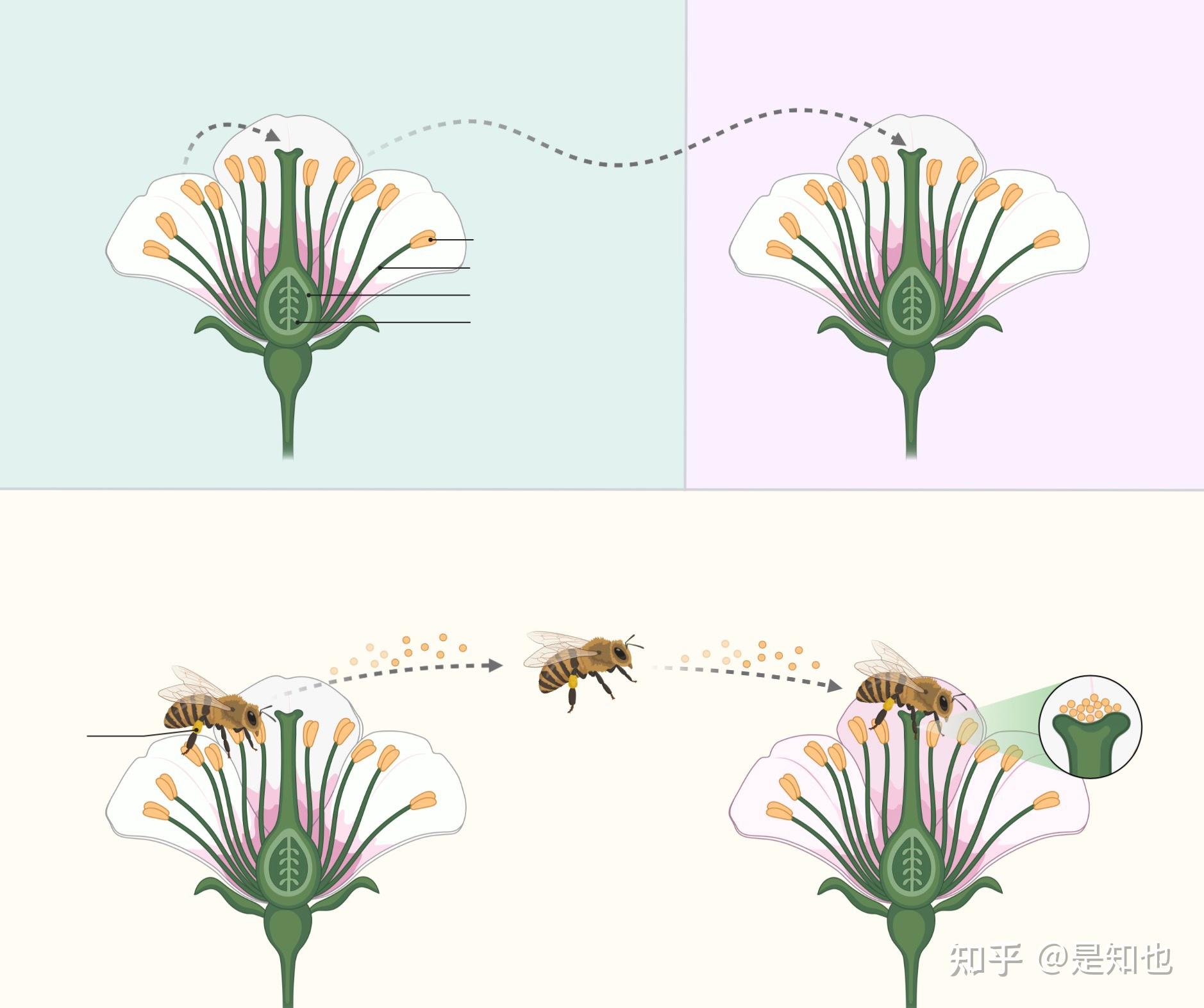 蜜蜂传粉的过程