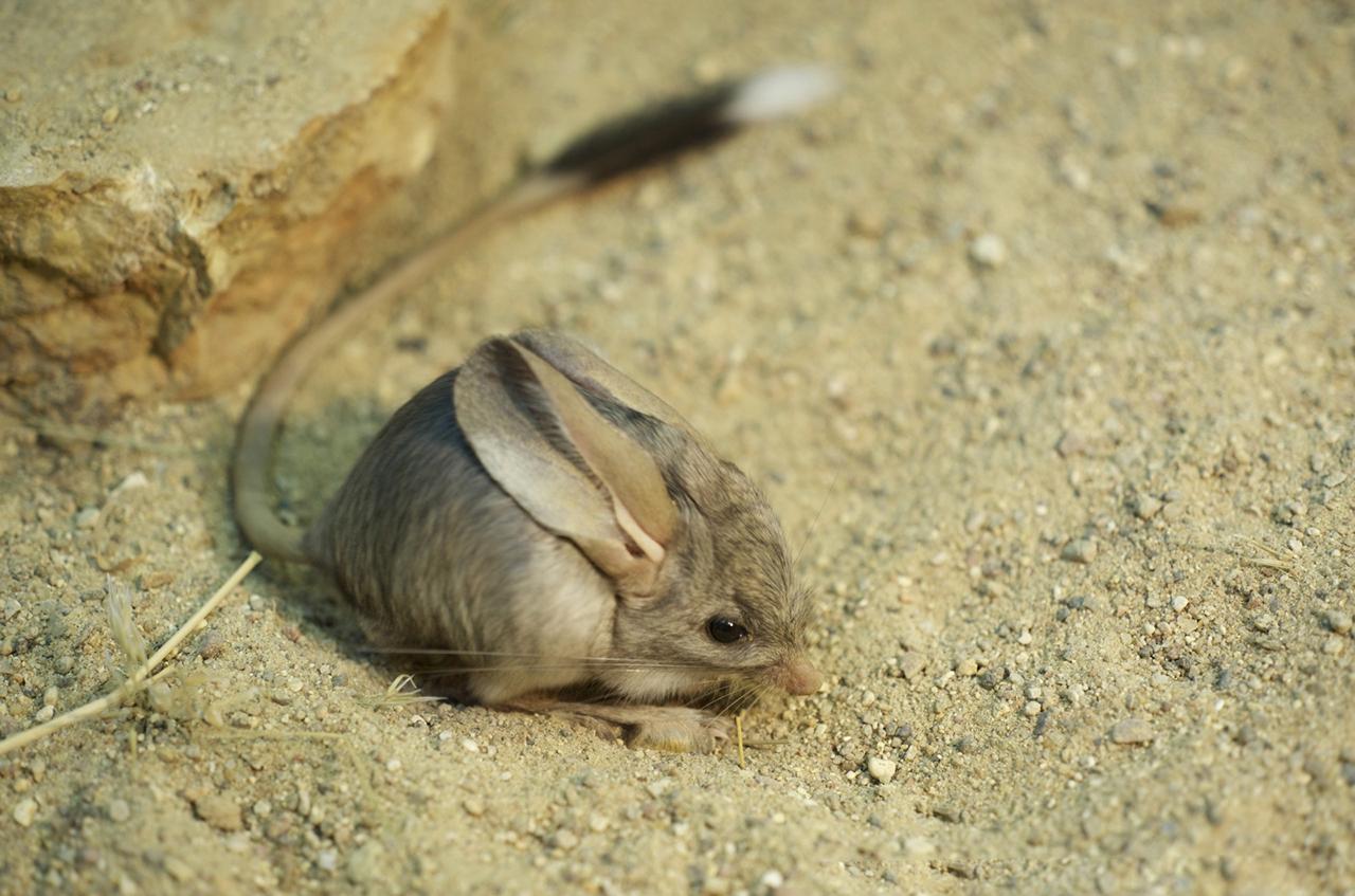 外表很萌,有"沙漠米老鼠"之称
