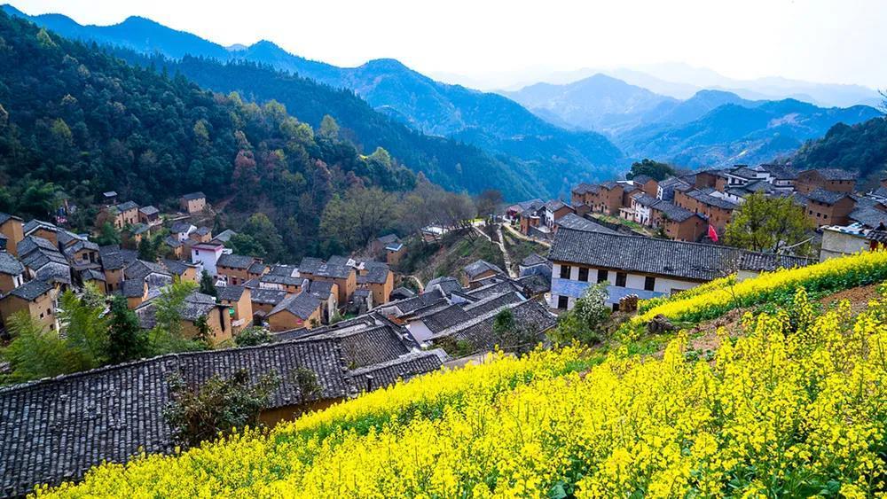 全国油菜花观赏指南，16处惊艳眼球的油菜花田，你想去哪个？ - 知乎