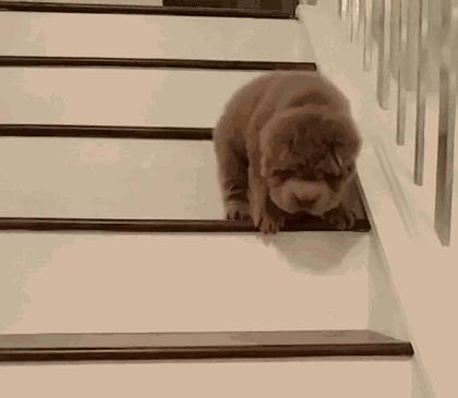 了解狗狗足部小知识 冬季做防护能够事半功倍 知乎