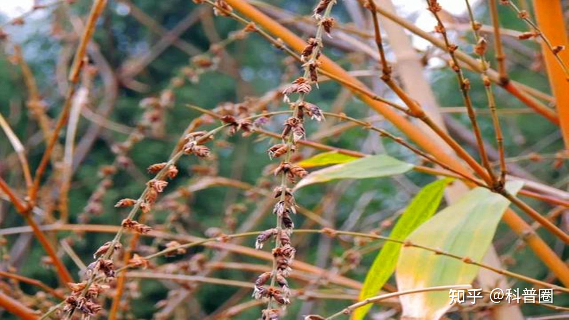 竹子開花馬上搬家竹子開花難道真是大災變的前兆