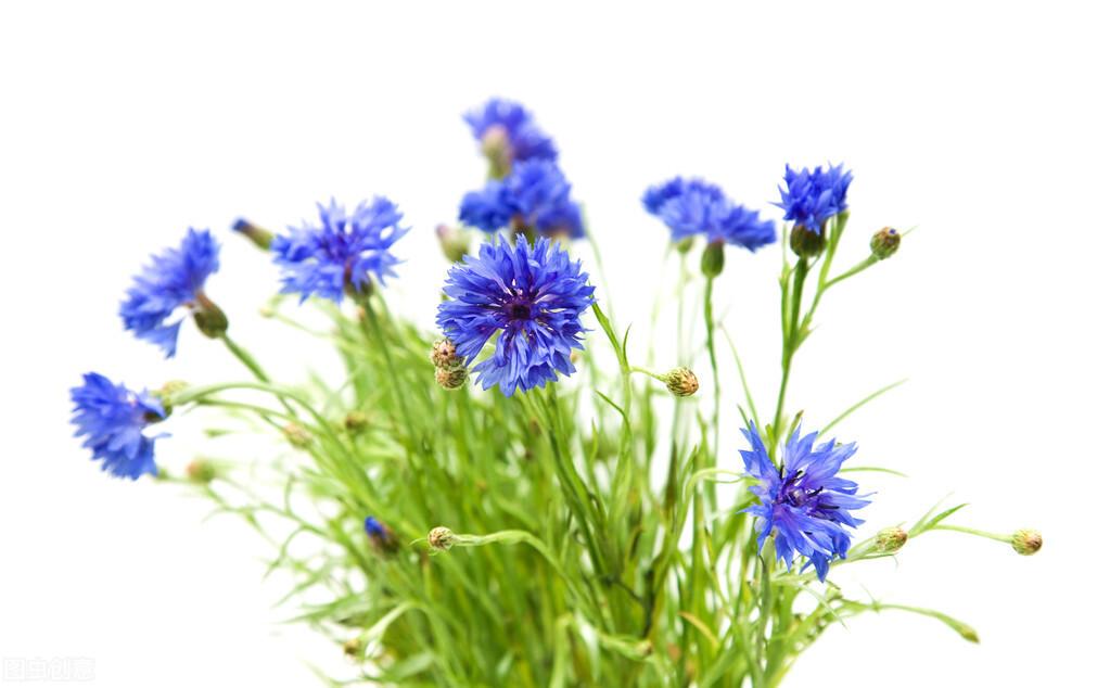 cornflower 矢车菊#矢车菊