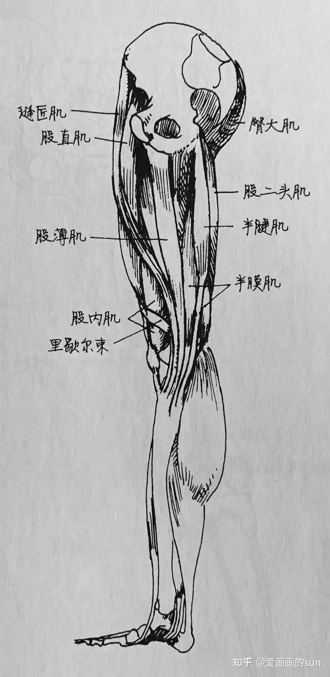 腿部结构 详解1