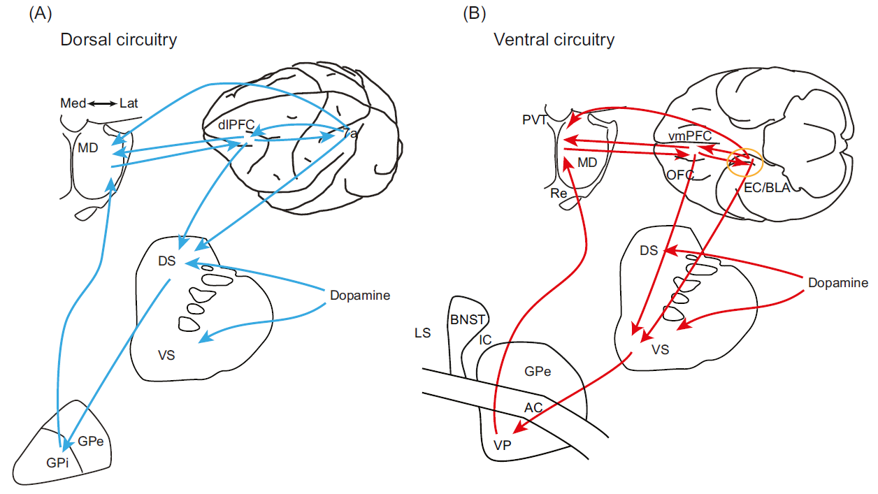 三,腹侧与背侧前额叶-纹状体环路