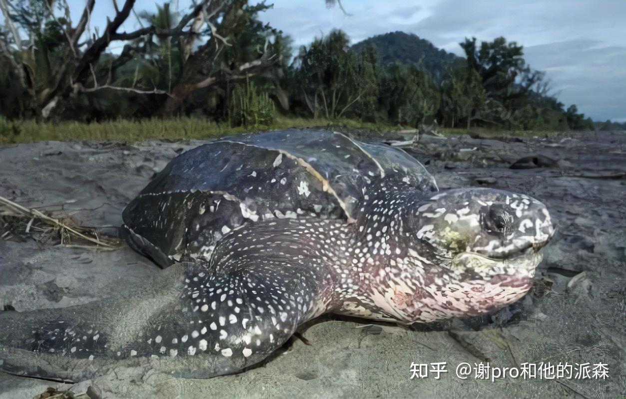 巨型海龟尸体现山东青岛，是哪种龟有多神奇？满嘴皮刺能吃毒水母 - 哔哩哔哩