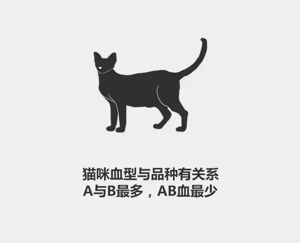 关于猫咪血型最通俗易懂的科普文就是这篇了 知乎