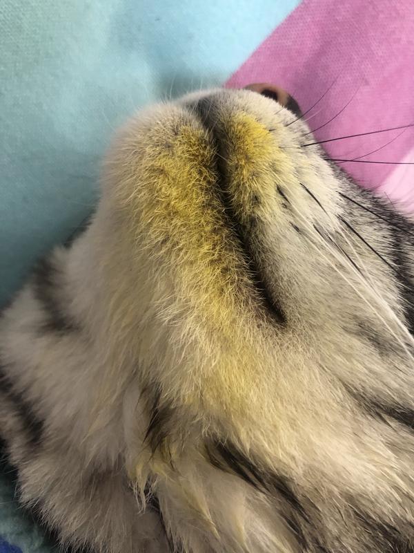 百合花粉对猫咪身体健康是否有影响 知乎