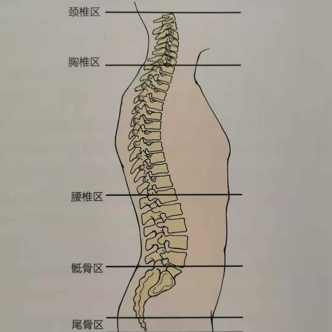 腰椎弯曲怎么矫正（腰椎生理曲度变直是怎么回事？做哪些锻炼可以改善？） | 说明书网
