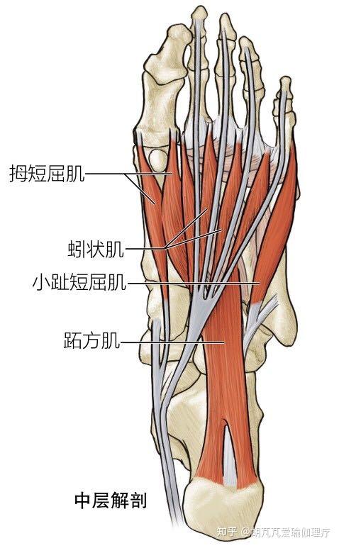 深层解剖c 初级坐姿趾屈肌的拉伸