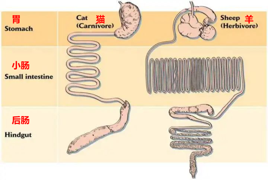 动物的肠子图片