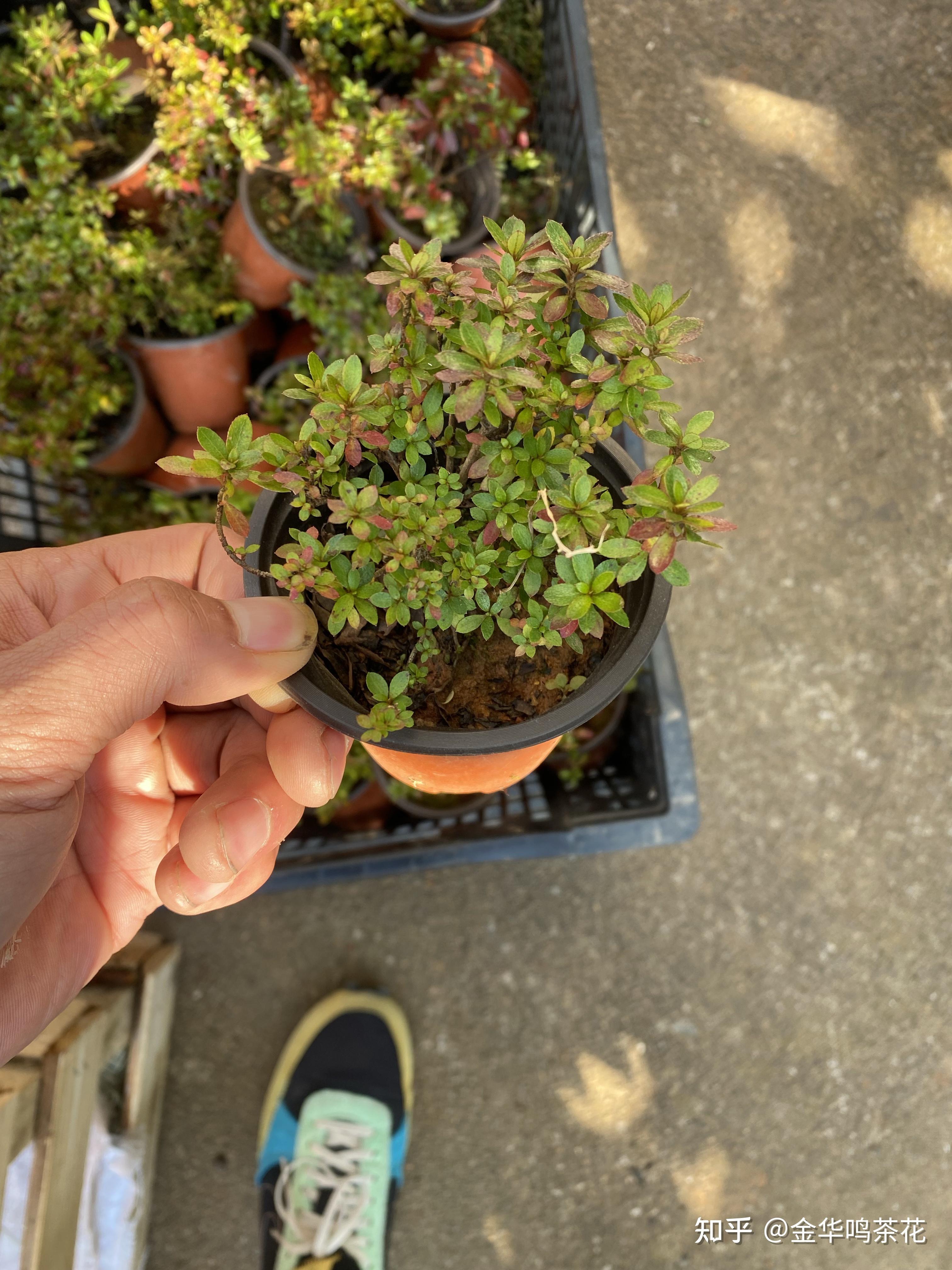 早乙女小叶杜鹃