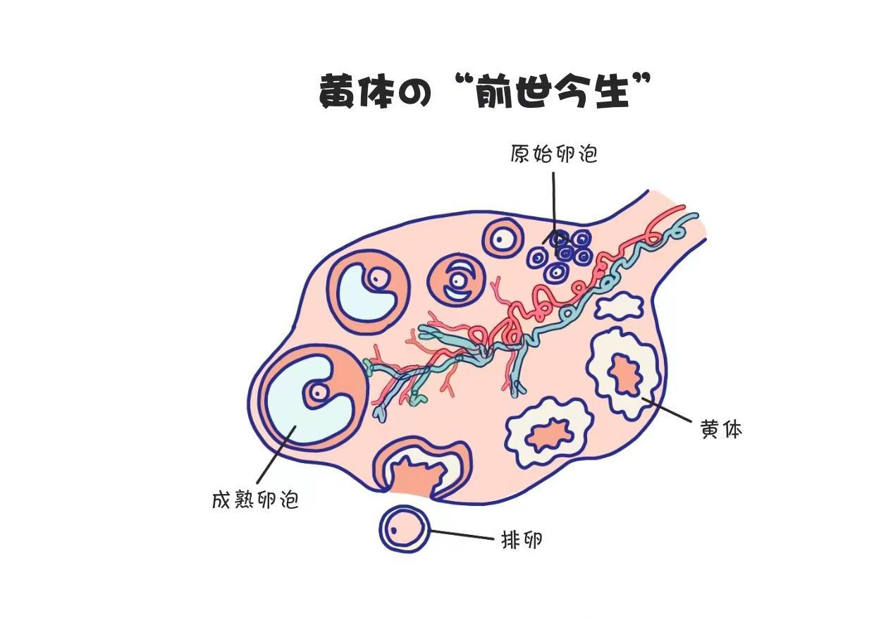 黄体破裂图片解释图片