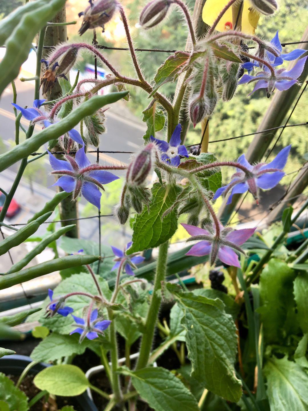 生态种植绿肥植物推荐星星花也叫琉璃苣