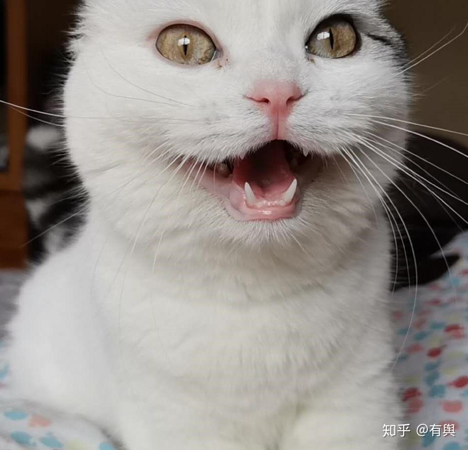 渣渣猫傻瘸到底行不行