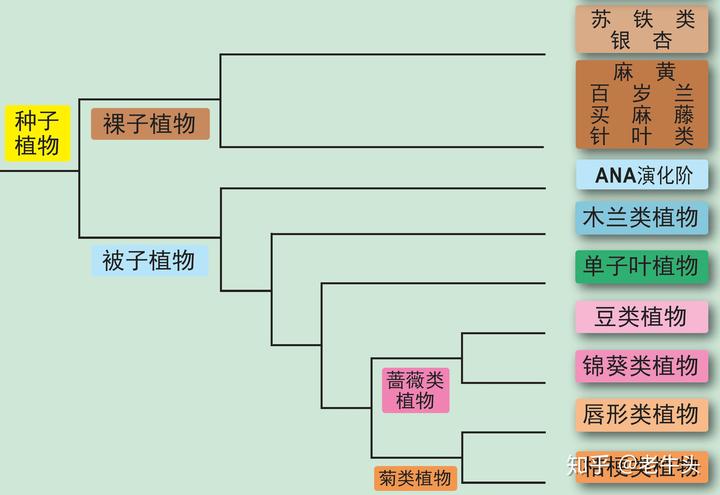 优享资讯 植物是怎么分类的