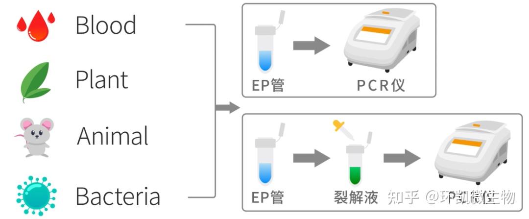 常用PCR技术及原理 - 知乎