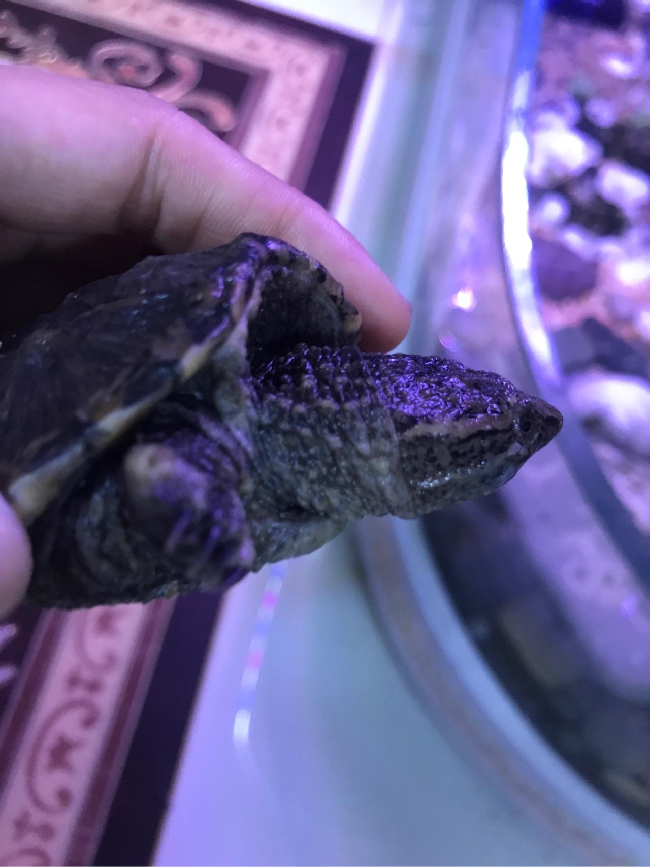 鳄龟感觉要死了大家帮帮我