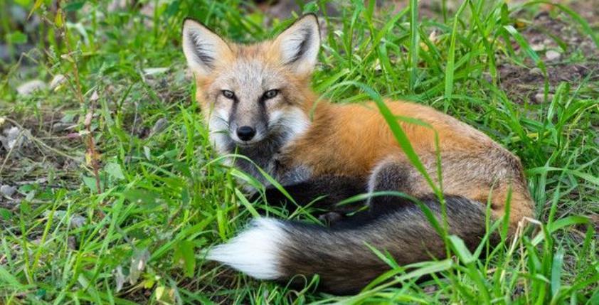 真实恐怖!1981年香港狐仙吞食婴儿事件真相