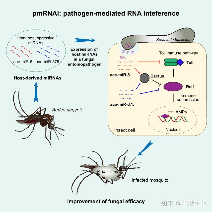 Cell子刊:利用跨界RNAi提高生防真菌杀虫效力的新方法 - 知乎