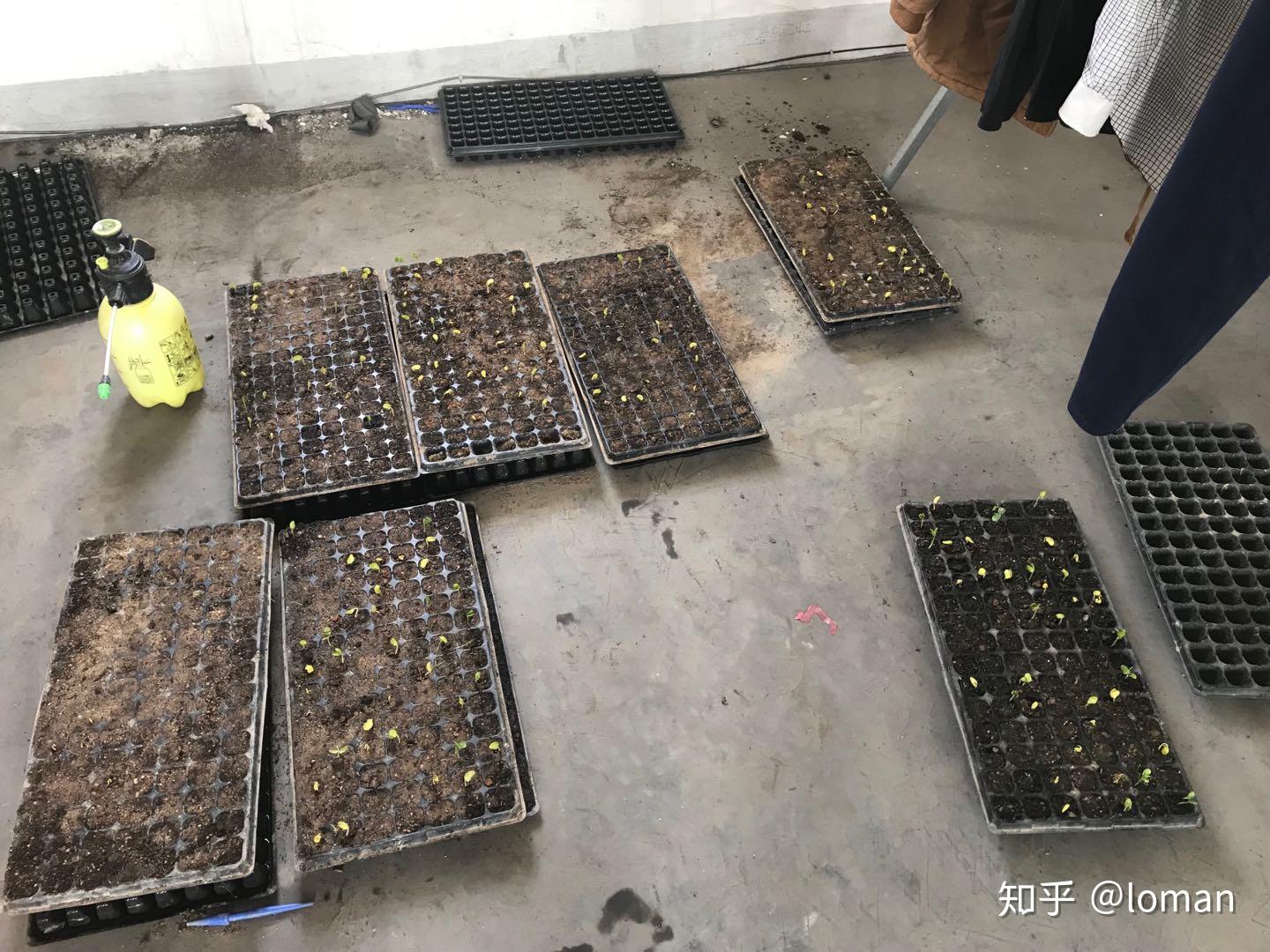 小叶紫檀檀香紫檀求知及种植之路