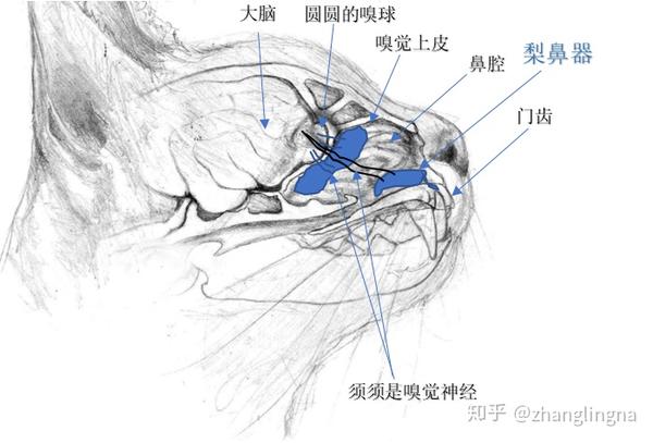 門齒管(incisive canal/naso-palatine canal)從而與口腔間接相通