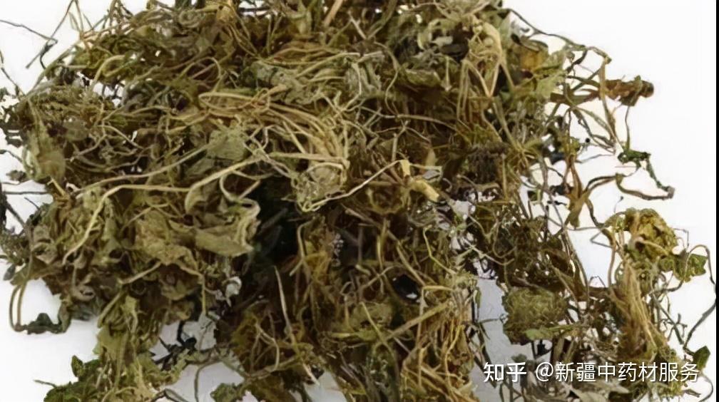 紫花地丁草图片与功效