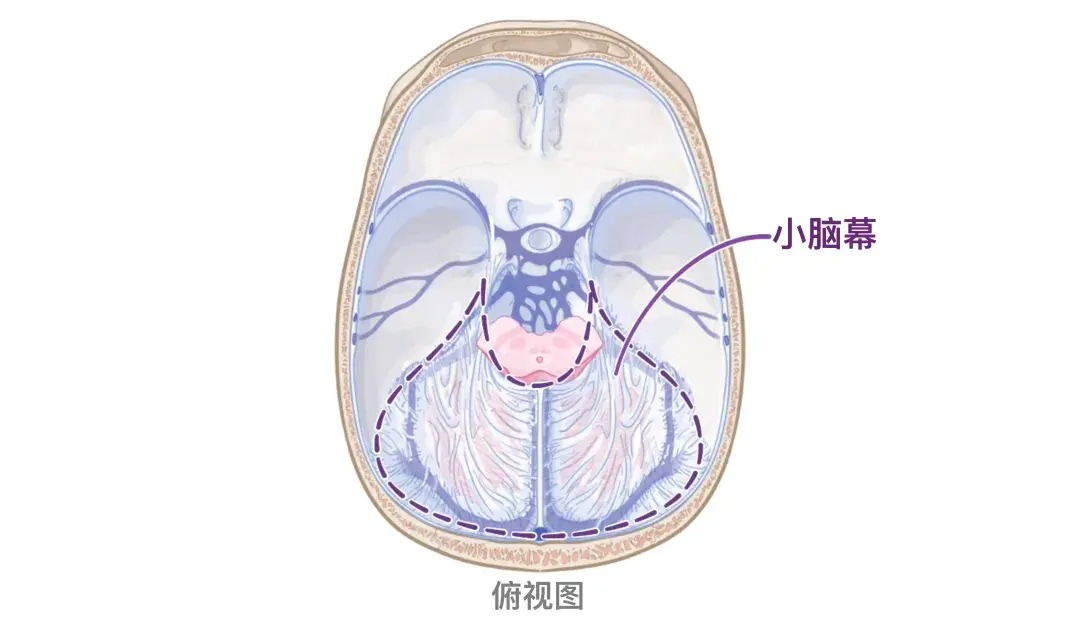 小脑外形图片