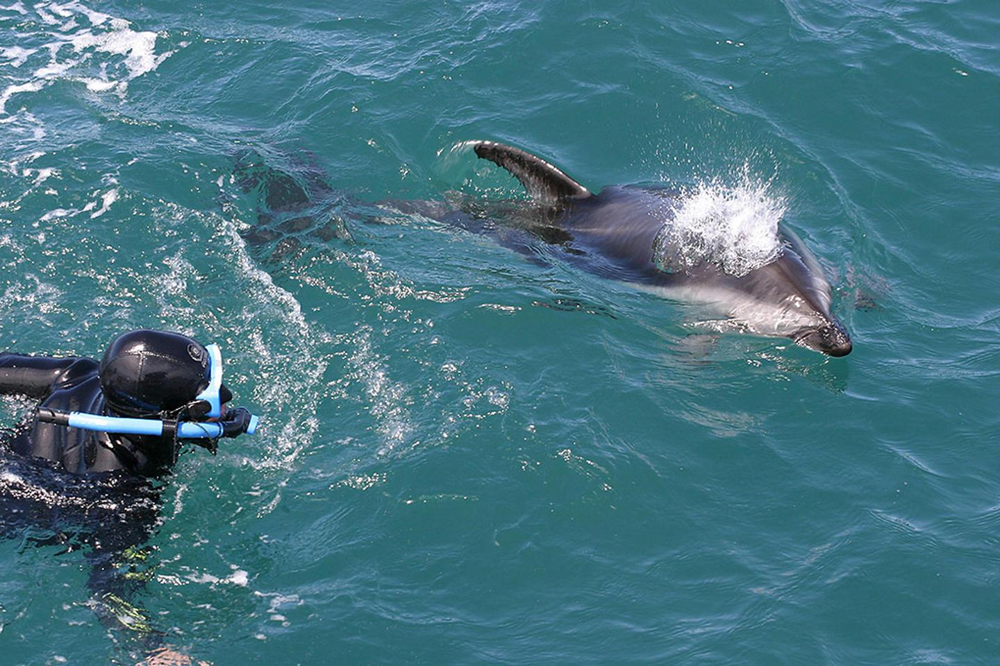 海豚生态体验(dolphin eco experience)– awesomenz地点:北岛