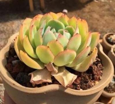 多肉植物 アエオニウム ❤️小葉香炉皿法師缀化❤️23cm!拔き苗！3年生