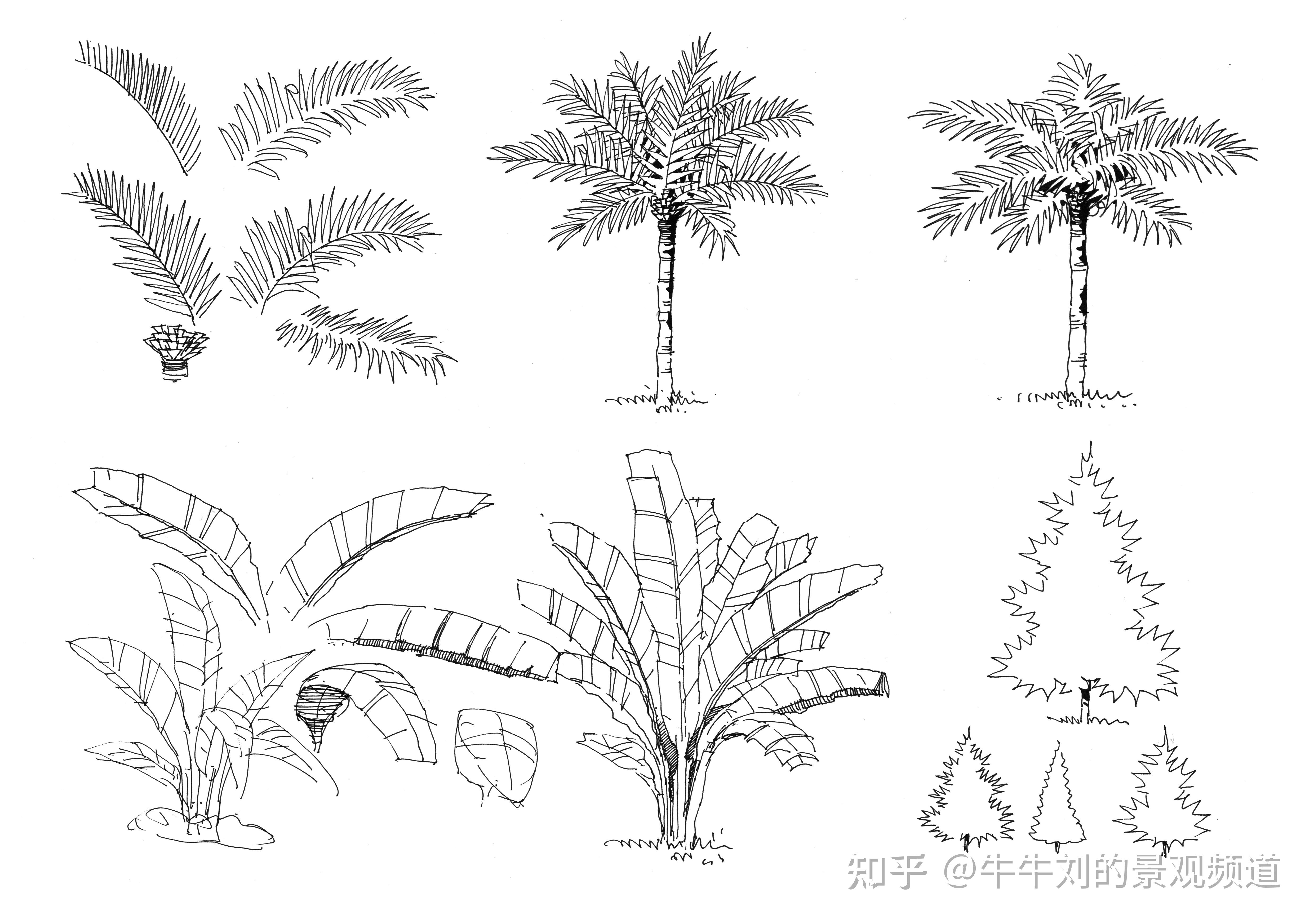 园林树木图例手绘图片