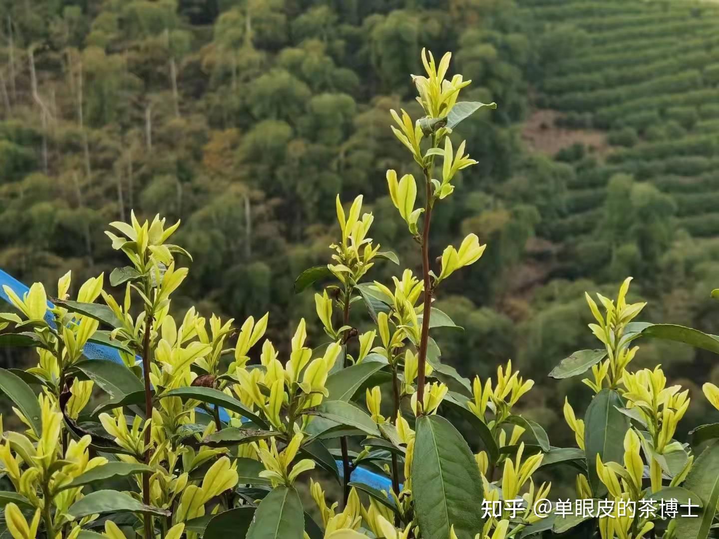 黄金芽茶树品种的植株中等,树姿半开张,分枝密度中等