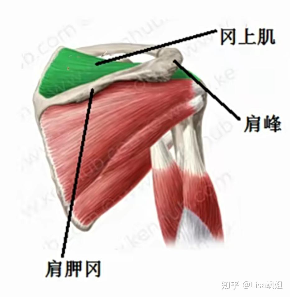 冈上肌起止点图片