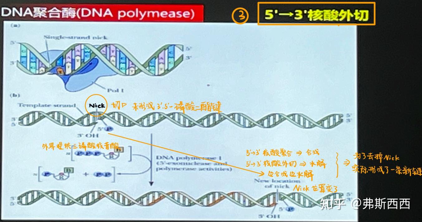 生化——DNA的复制及损伤修复整理 - 知乎