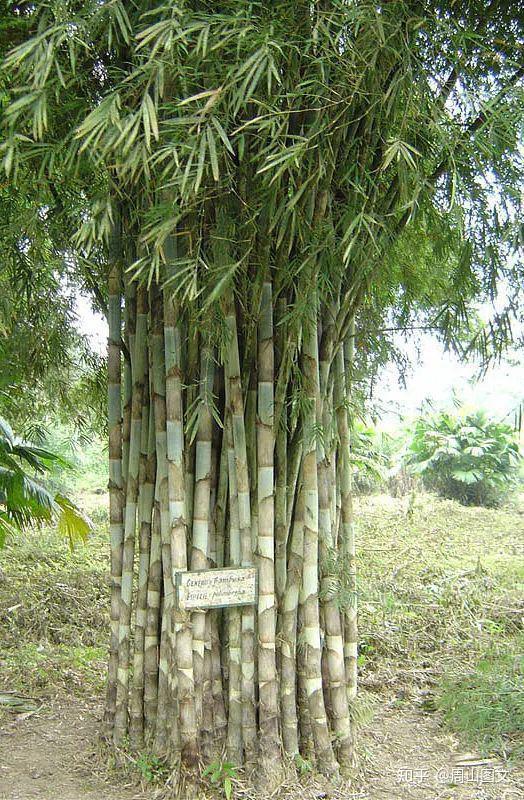 世界上最贵的竹子图片
