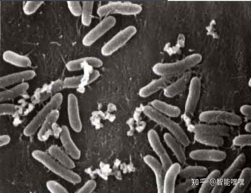 这些这么美的作品 你相信是用细菌画出来的吗 知乎