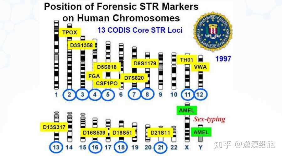 细胞STR鉴定技术服务 - 知乎