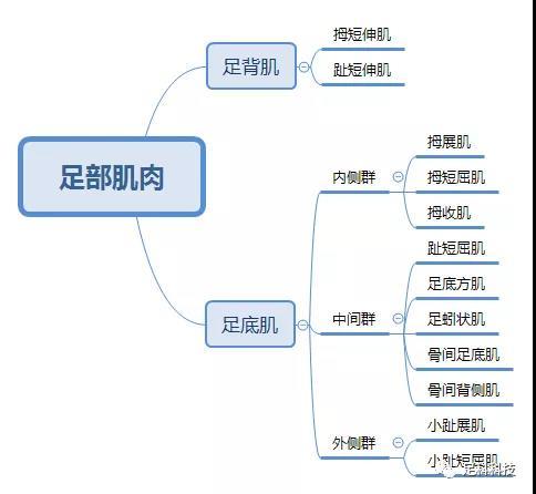 足部肌肉 知乎