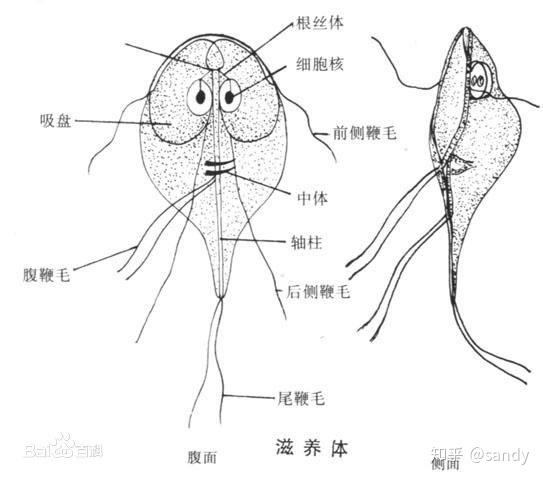 一个长了长眉毛 的一个 "梨子"( 基础生物学 种类)十二指肠贾第虫(g