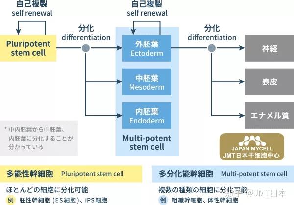 Jmt日本干细胞 干细胞的种类和特征 知乎