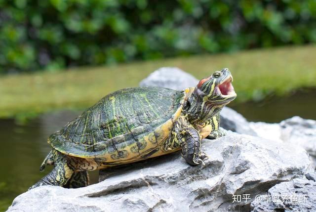 乌龟之间会互咬,为什么?就是这些因素导致的,你也有责任 - 知乎